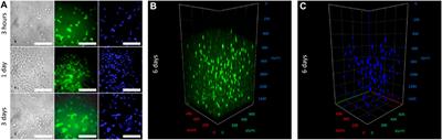 Facile Cell-Friendly Hollow-Core Fiber Diffusion-Limited Photofabrication